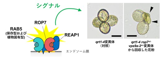 図4: RAB5-REAP1-ROP7分子ネットワークは正常な花粉形成を支える