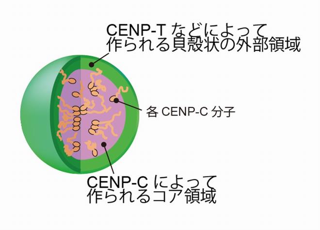 図2 貝殻状の構造をとるセントロメア。 CENP-Cと呼ばれるタンパク質がこの構造の内側(コア)を構成し、CENP-Tなど他のCCAN因子が外側に配置される。