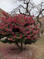 山茶花