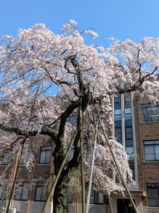 桜快晴