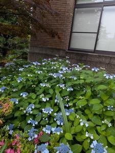 雨の日ガクアジサイ