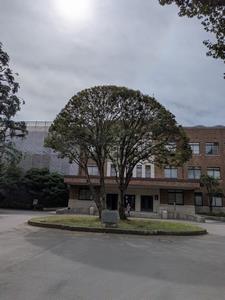 本館前金木犀咲いてる